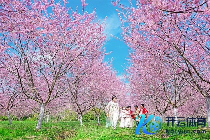 孩子们在龙山千亩樱花圃进行踏青研学看成。图片源头：视觉中国